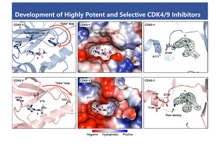 2025-J Med Chem-Selective CDK4/9 Inhibitors